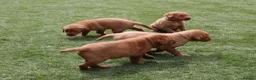 Labrador Retriever dogs for sale: Beautiful KC Registered Labrador Puppies - Advert 23