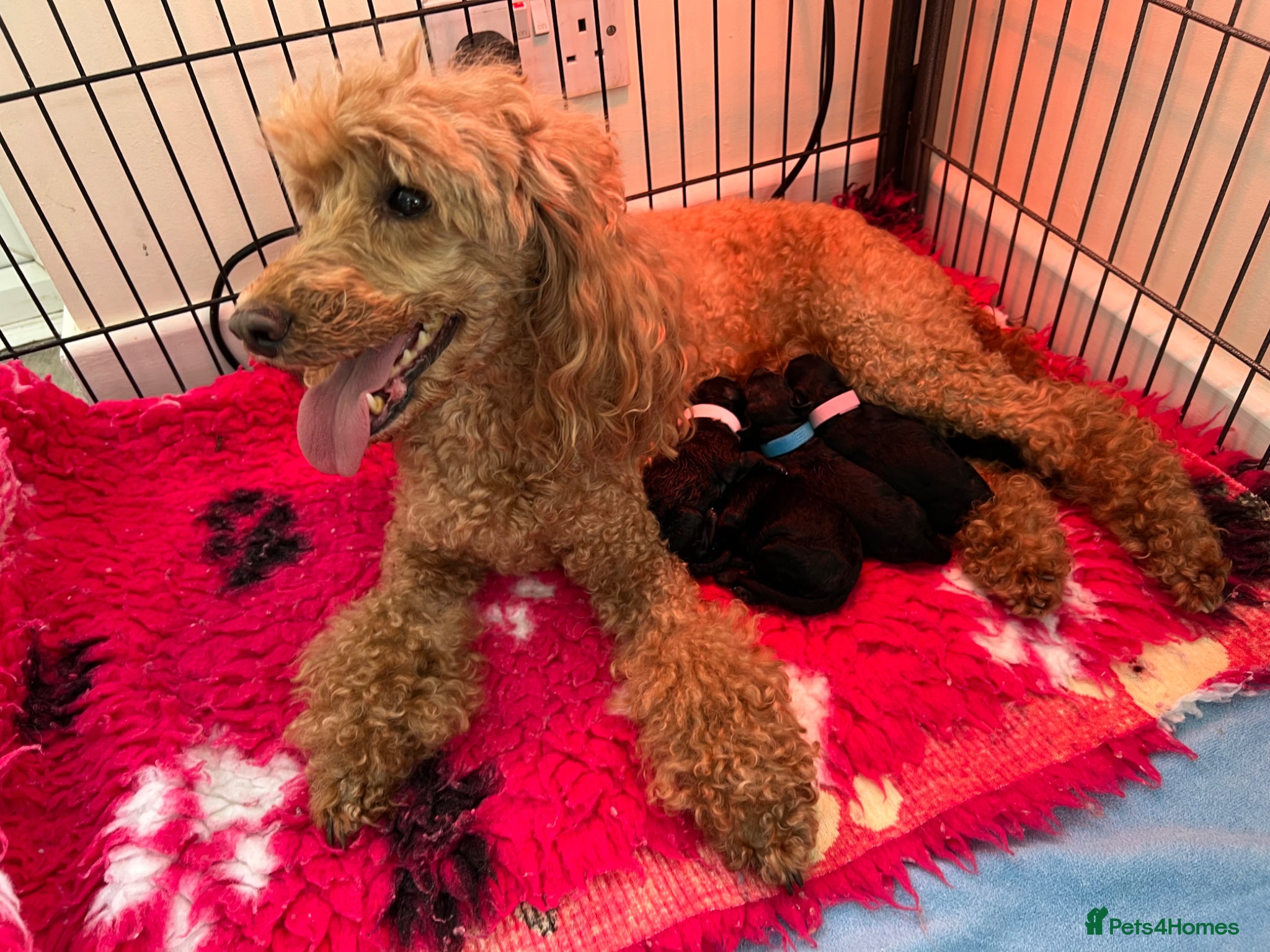 Miniature Poodle dogs Beautiful miniature poodle puppies - Advert 2