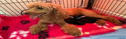 Miniature Poodle dogs for sale: Beautiful miniature poodle puppies - Advert 1