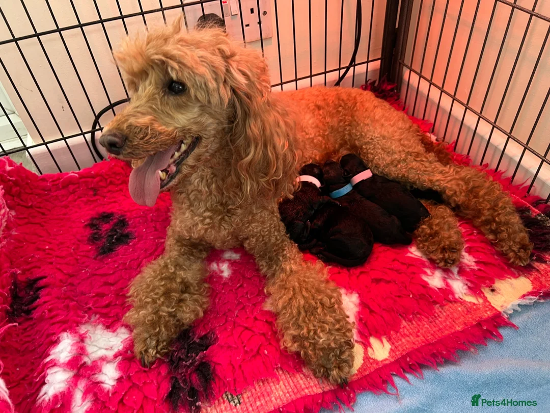 Miniature Poodle dogs for sale: Beautiful miniature poodle puppies - Advert 1