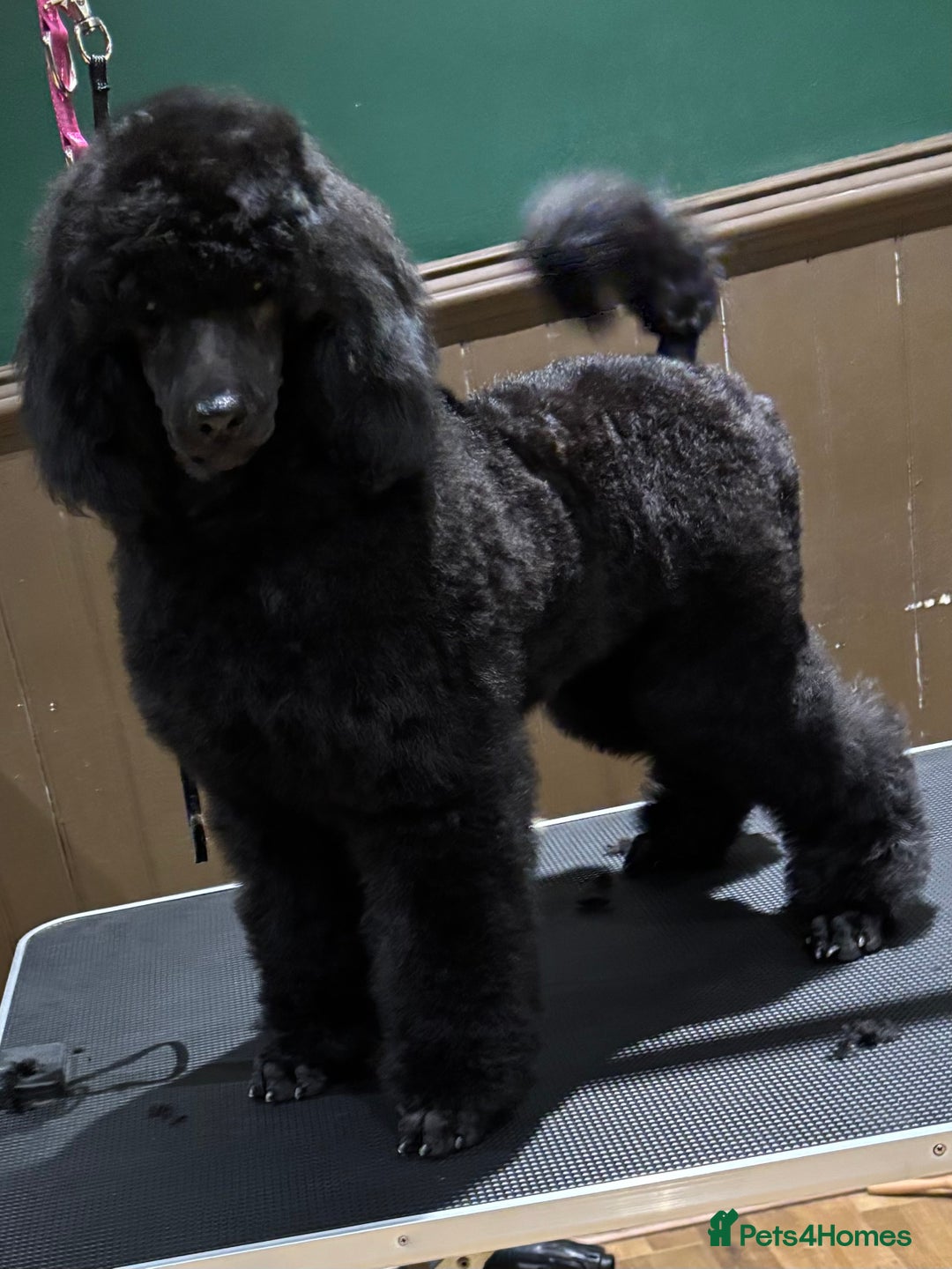 Standard Poodle dogs for sale: Champion sired standard poodles  - Advert 3
