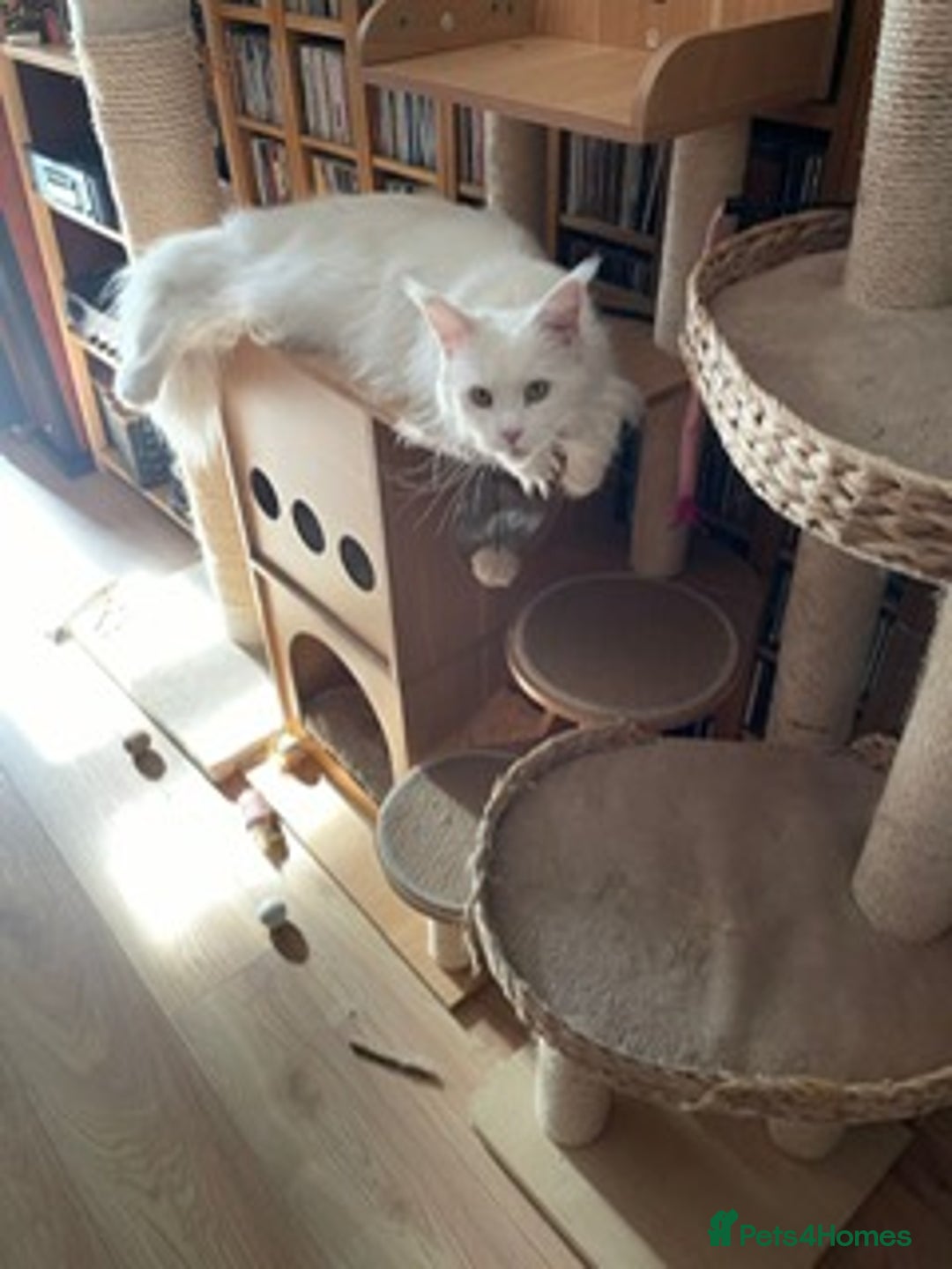 Maine Coon cats for sale: Beautiful White Maine Coon Male 6 Years Old £830  - Advert 9