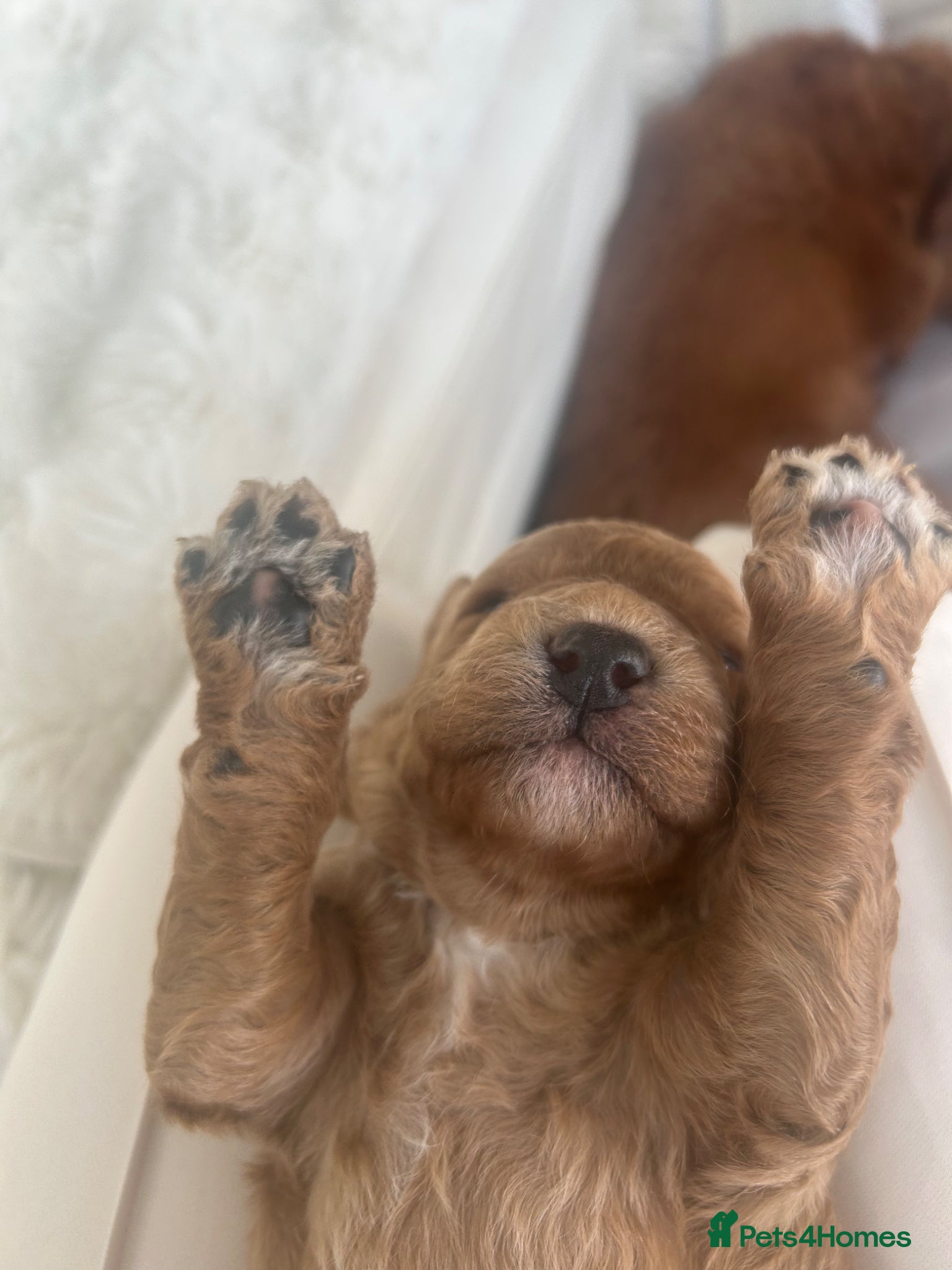 Labradoodle dogs 1 Boy Available Stunning Mini Labradoodles F1b - Advert 1