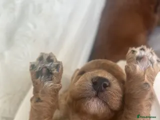 Labradoodle dogs 1 Boy Available Stunning Mini Labradoodles F1b - Advert 1