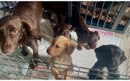 Mixed Breed dogs for sale: Cocker gold maraner - Image 18