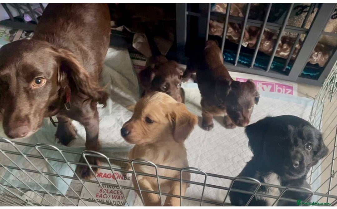 Mixed Breed dogs for sale: Cocker gold maraner - Image 18