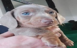 Miniature Dachshund dogs for stud: Isabella & Tan Miniature Daschund Stud - Image 9