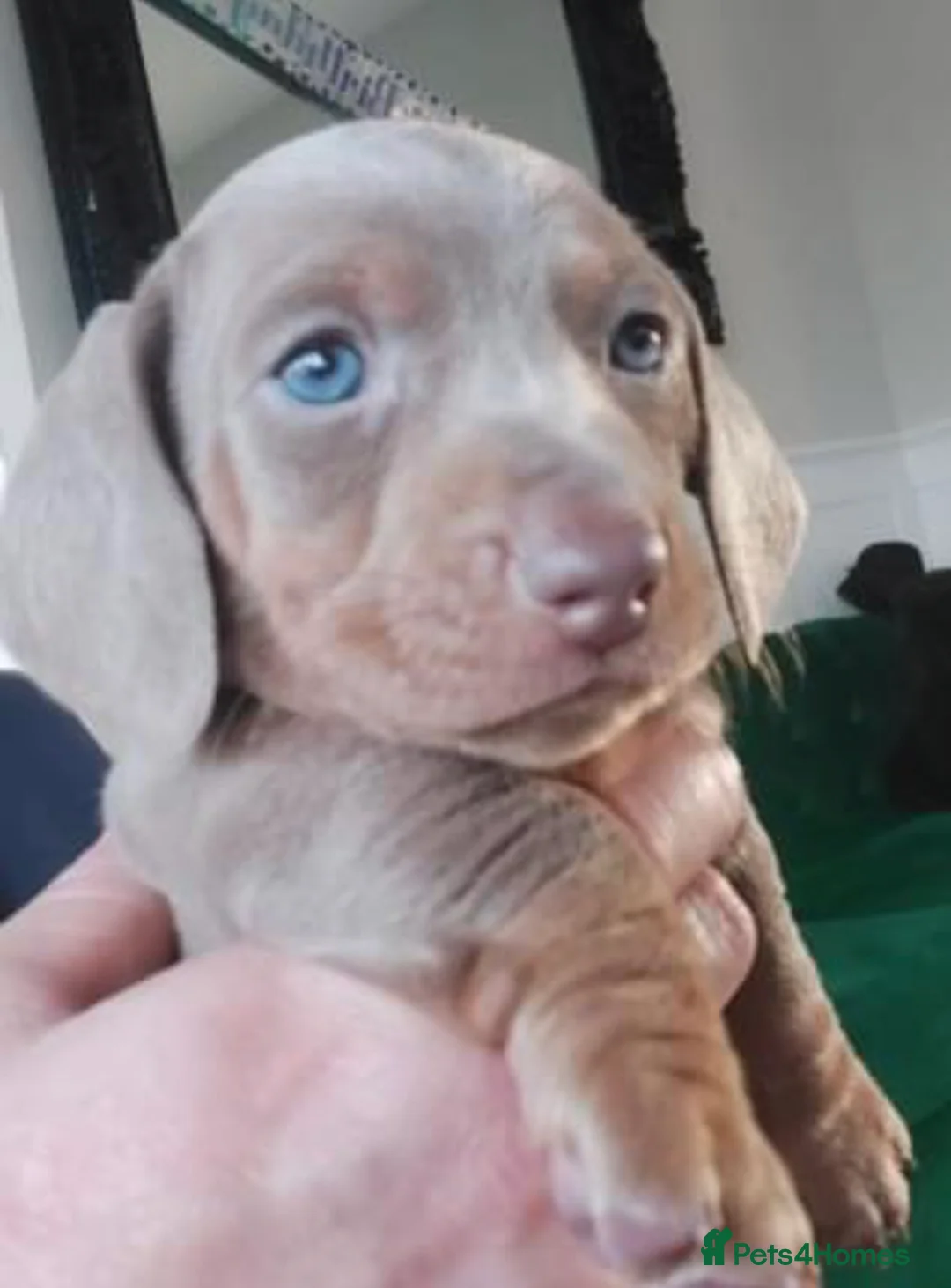 Miniature Dachshund dogs for stud: Isabella & Tan Miniature Daschund Stud - Advert 9