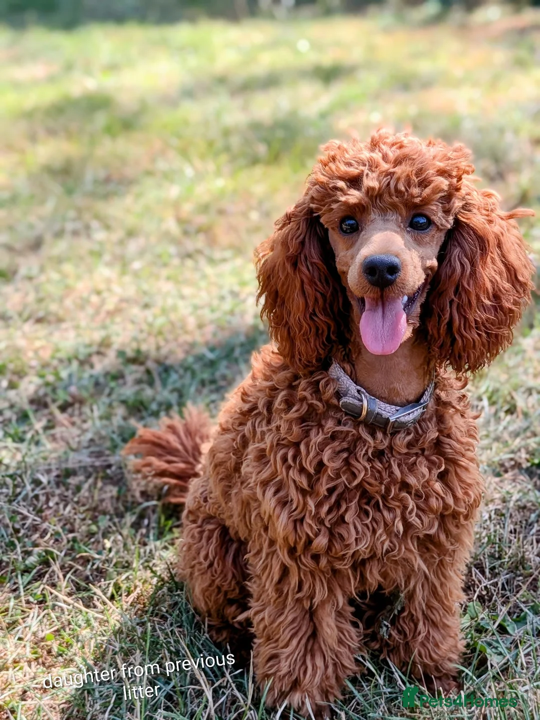 Miniature Poodle dogs for sale: EXCEPTIONAL DARK RED KC MINIATURE POODLE PUPPIES🐩 - Advert 2