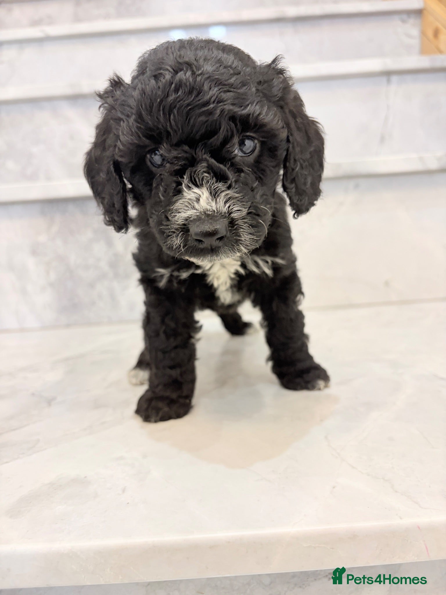 Cockapoo dogs 🐾STUNNING F1 COCKERPOOS 🐾 - Advert 1
