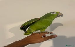 Parrots birds for sale: SILLY TAME HAND REARED BABY YELLOW CROWNED AMAZON - Advert 3