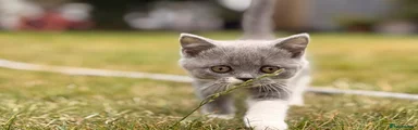 British Shorthair 2