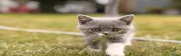 British Shorthair cats for sale: British shorthair kittens  - Advert 5