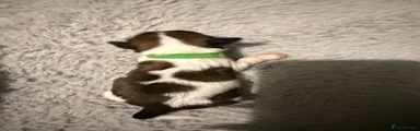 Shih Tzu 6