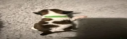 Shih Tzu dogs for sale: 6 beautiful Shih Tzu puppies  - Advert 11