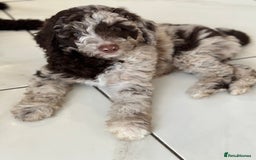 Mixed Breed dogs for sale: Goldendoodle/Australian double doodles  - Image 15
