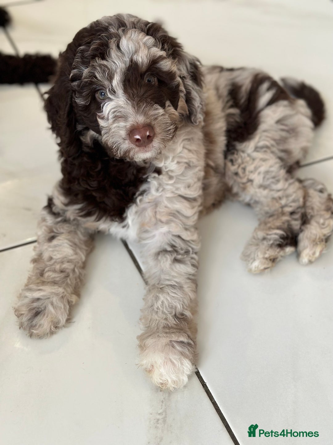 Mixed Breed dogs for sale: Goldendoodle/Australian double doodles  - Image 15