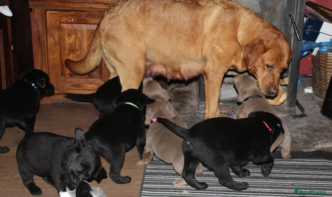 Labrador Retriever dogs for sale: 🔥 KC LABRADOR PUPPIES SILVER CHOCOLATE AND BLACK - Advert 2