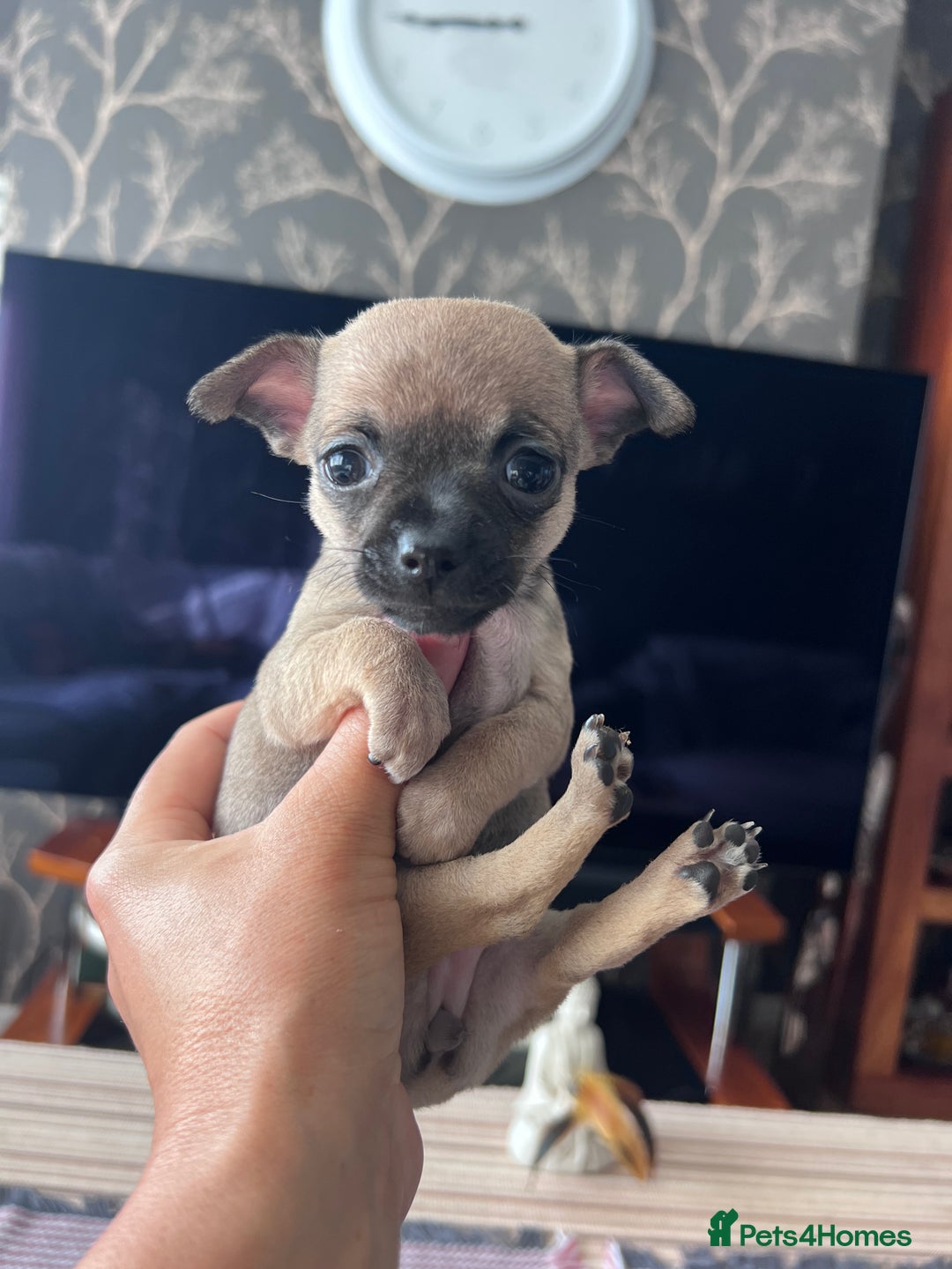 Chihuahua dogs for sale: Adorable apple head short coat chihuahua puppies.  - Image 11
