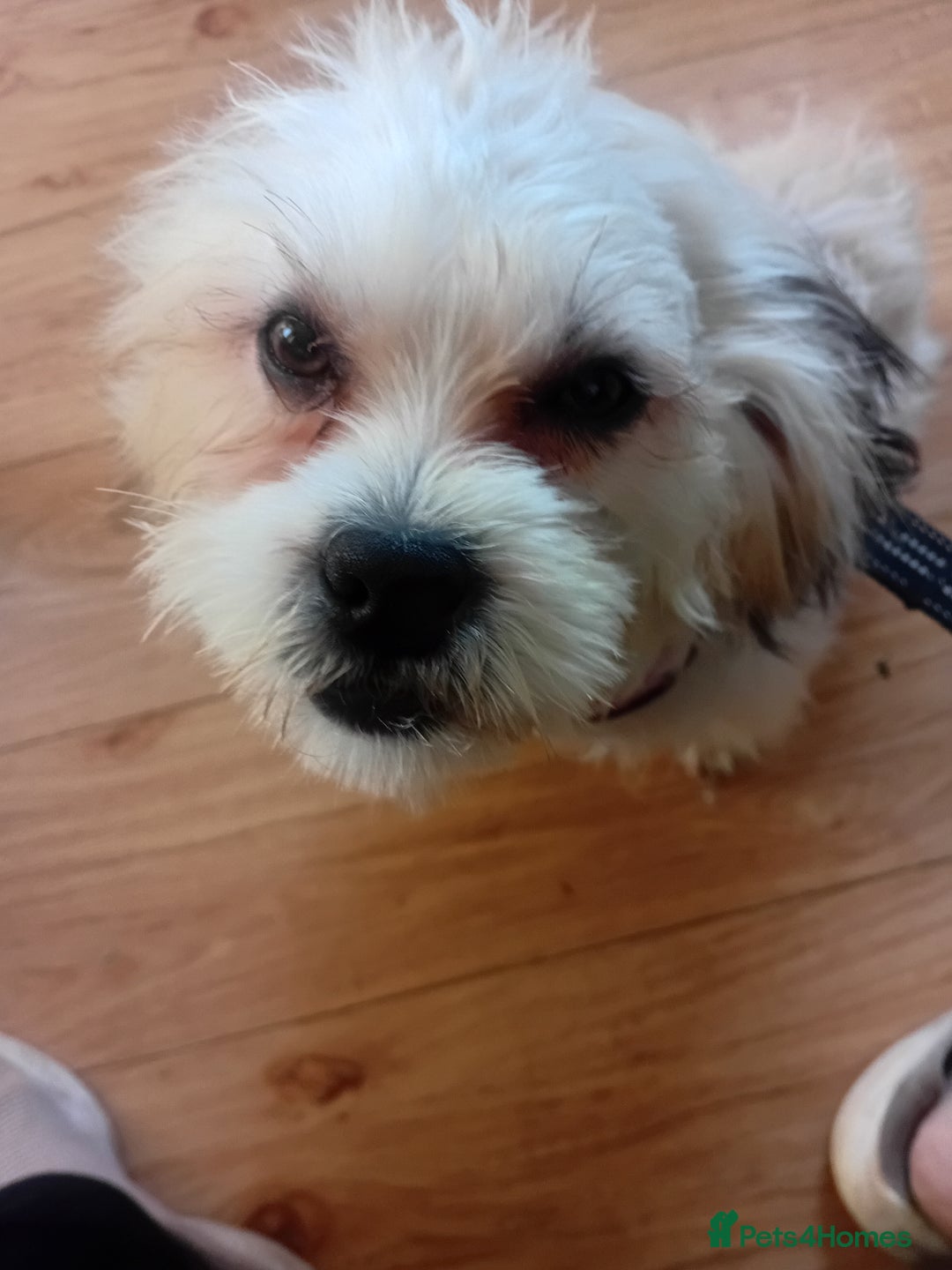 Mixed Breed dogs for sale: Adorable Maltese/Lhasa Apso puppies  - Advert 4