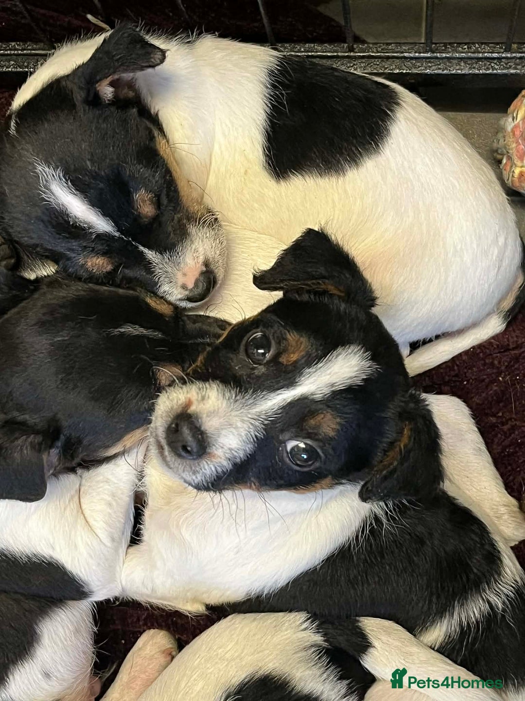 Jack Russell dogs for sale: Gorgeous Jack Russell puppies  - Advert 4