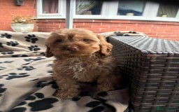 Cockapoo dogs for sale: F1 cockerpoo puppies  - Image 17