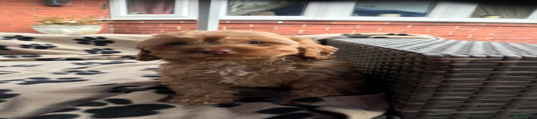 Cockapoo Puppy 4