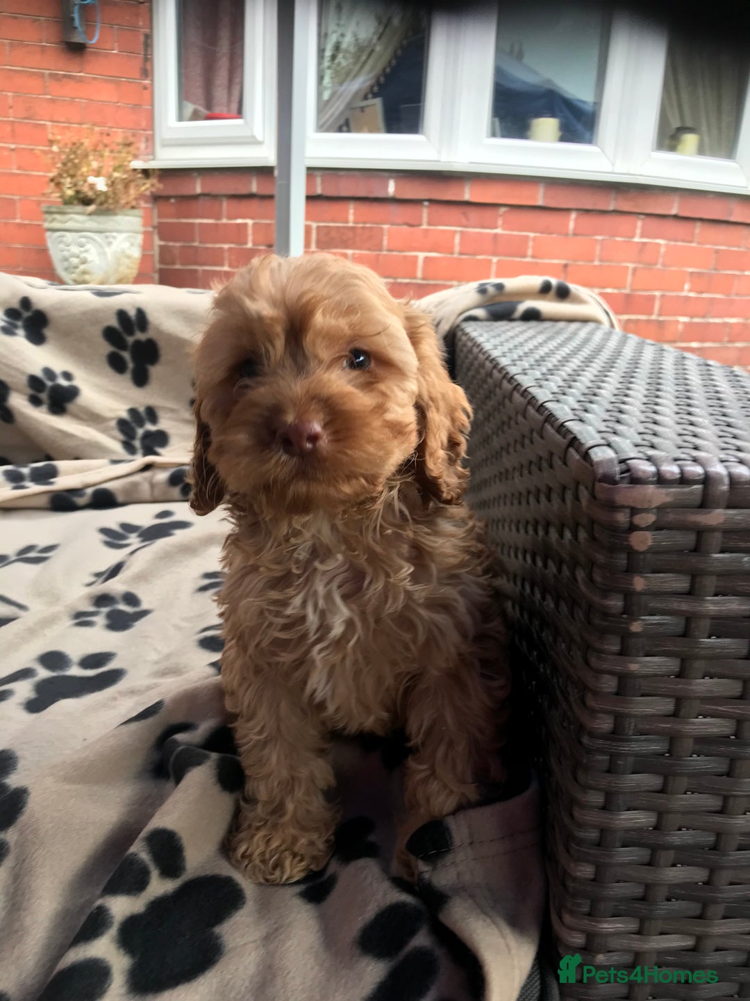 Cockapoo dogs for sale: F1 cockerpoo puppies  - Image 17