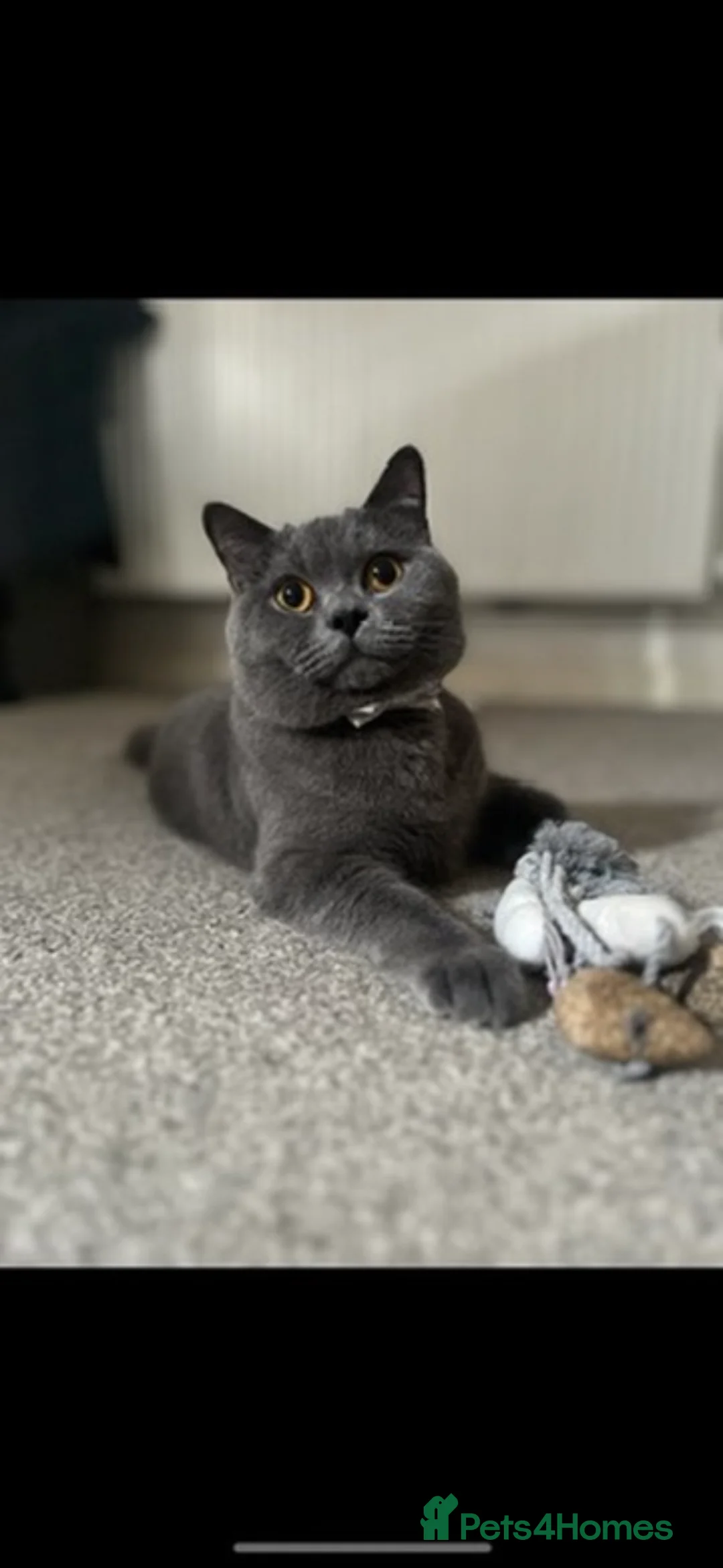 British Shorthair cats for sale: Beautiful British 1/2 Short Hair Kittens - Advert 5