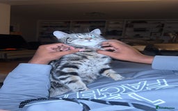 American Shorthair cats for sale: 🐾 Adorable American Shorthair Kittens! 🐾 - Image 1