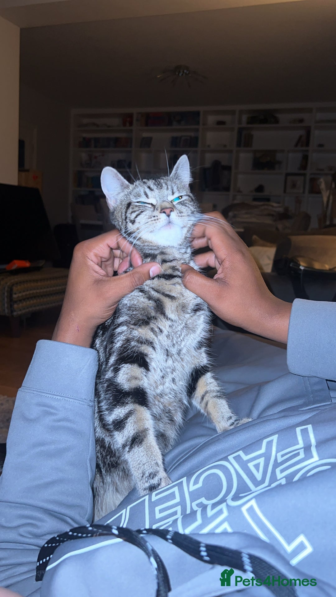 American Shorthair cats for sale: 🐾 Adorable American Shorthair Kittens! 🐾 - Image 1