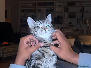 American Shorthair cats for sale - Advert 1