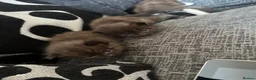 Mixed Breed cats for sale: Beautiful black and white kittens  - Advert 6