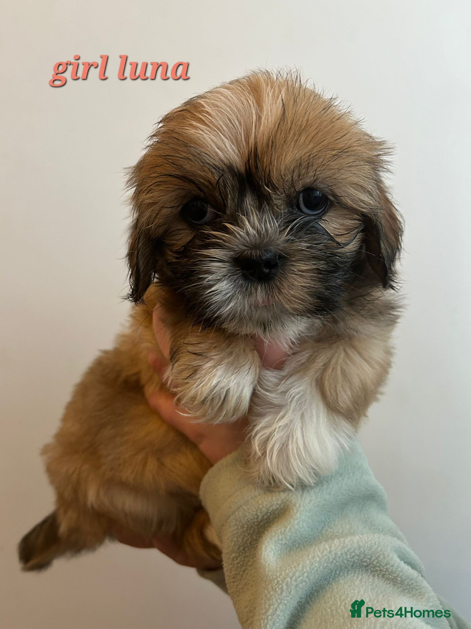 Shih Tzu dogs LAST GIRL LEFT -READY TO LEAVE NOW - Advert 3