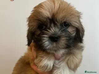 Shih Tzu dogs LAST GIRL LEFT -READY TO LEAVE NOW - Advert 3