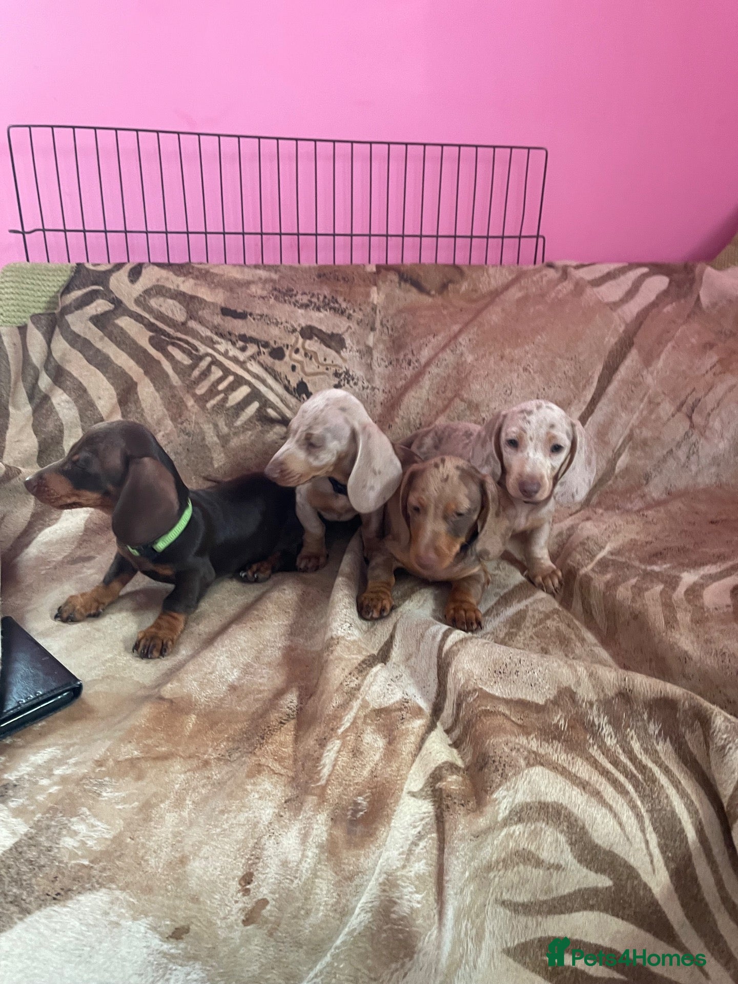 Miniature Dachshund dogs Pedigree miniature dachshunds ready now - Advert 13