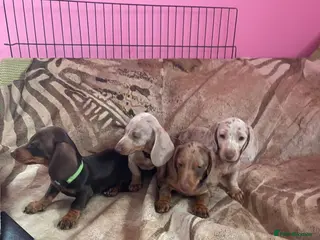 Miniature Dachshund dogs Pedigree miniature dachshunds ready now - Advert 8