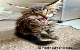Maine Coon cats for sale: GCCF Maine Coon Kitten Stunning Girl Ready Now - Image 1