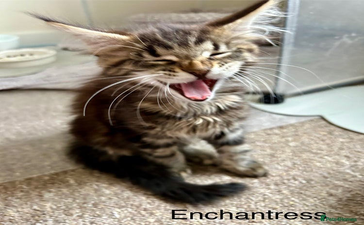 Maine Coon cats - Advert 15