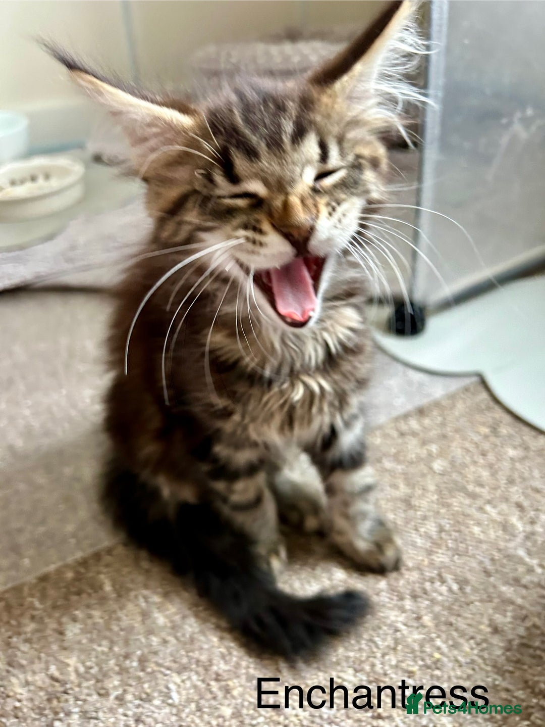 Maine Coon cats for sale: GCCF Maine Coon Kitten Stunning Girl Ready Now - Image 1