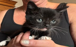 Mixed Breed cats for sale: Kittens - Image 6