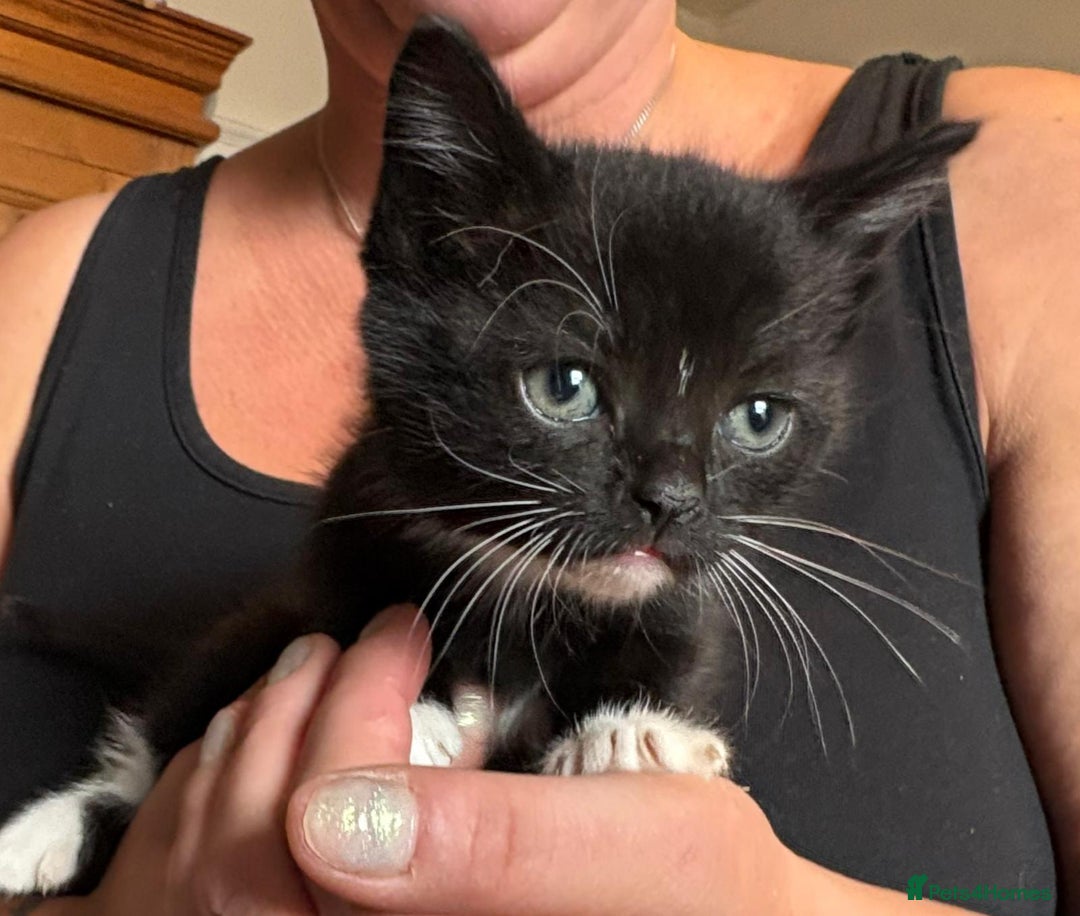 Mixed Breed cats for sale: Kittens - Image 6