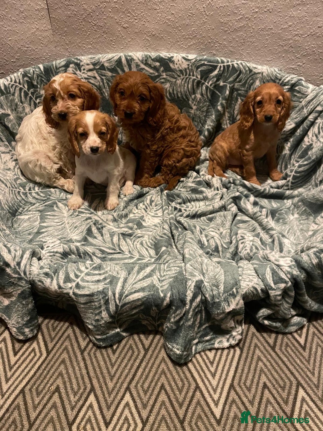 Cockapoo dogs for sale: Cockapoo - Advert 1