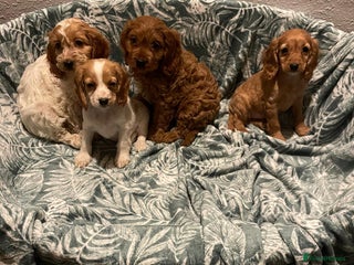 Cockapoo dogs Cockapoo - Advert 1