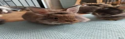Angora rabbits for sale: 💜 Beautiful English Angora rabbits 💜 ready now  - Advert 9
