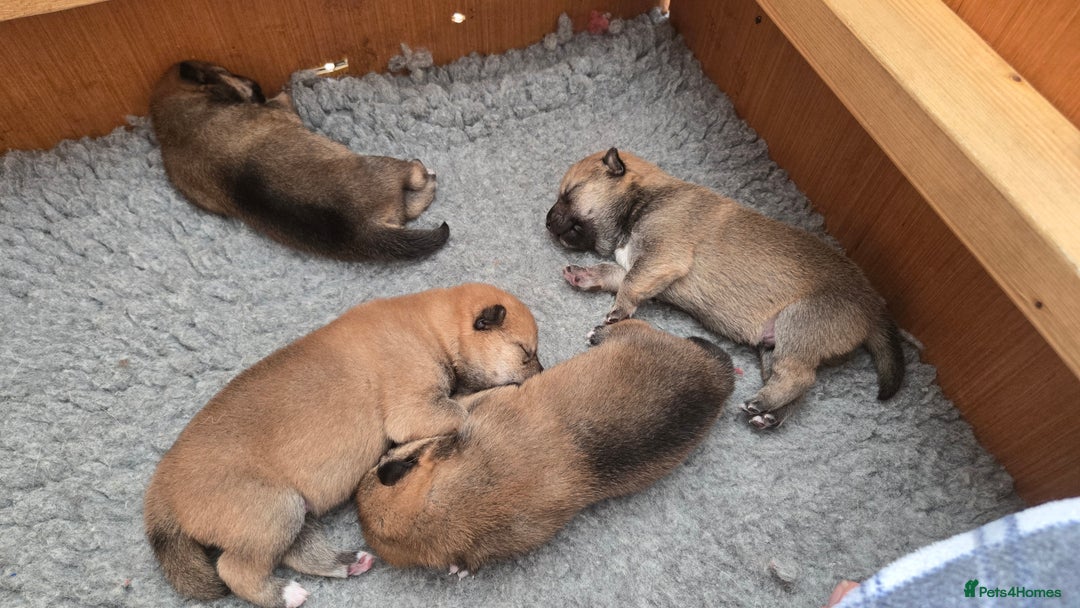 Japanese Shiba Inu dogs for sale: 4 Stunning sesame shibas pups ❤️ - Image 7