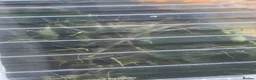 Stick Insects invertebrates for sale: Pink Winged Stick Insect Sipyloidea sipylus  - Advert 4