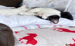 British Shorthair cats for sale: Female Black and White Cat - Image 3