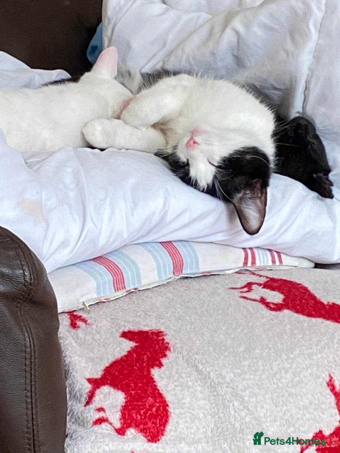 British Shorthair cats for sale: Female Black and White Cat - Image 3