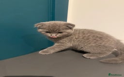 Scottish Fold cats for sale: Scottish Fold Kittens  - Image 16